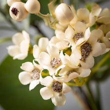 Load image into Gallery viewer, Eucalyptus & Waxflower Pick