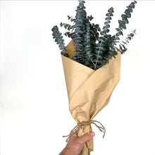 Load image into Gallery viewer, Baby Eucalyptus Bundle