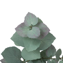 Load image into Gallery viewer, Eucalyptus Stem