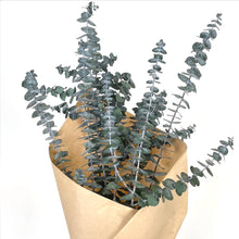Load image into Gallery viewer, Baby Eucalyptus Bundle