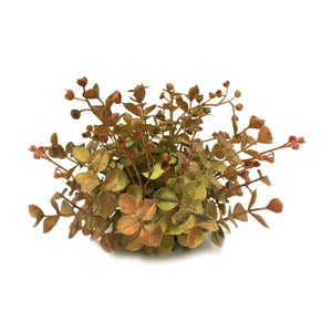 EUCALYPTUS ORB