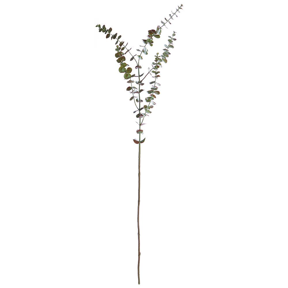 Eucalyptus Stem 44
