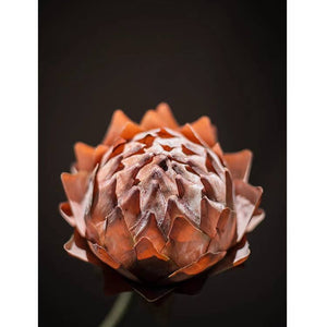 Artichoke Flower Stem