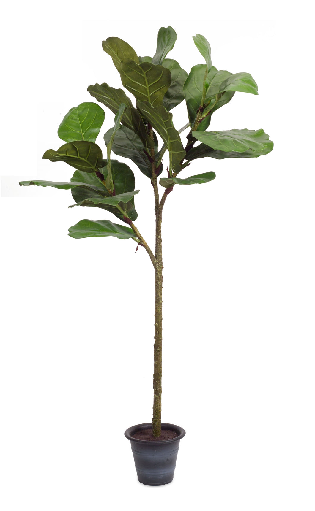 Potted Fiddle Leaf Fig