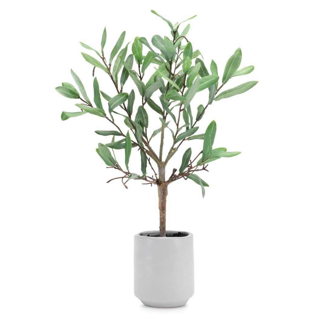 Olive Leaf Topiary