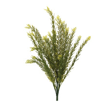 Load image into Gallery viewer, Baby Tears Bush
