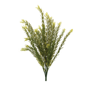 Baby Tears Bush