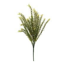 Load image into Gallery viewer, Baby Tears Bush
