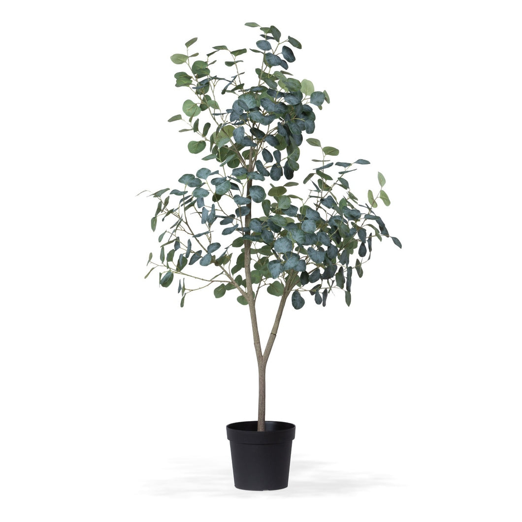 Eucalyptus Tree
