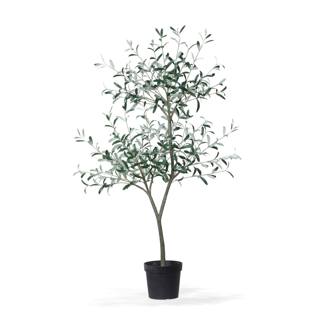 Tuscan Olive Tree