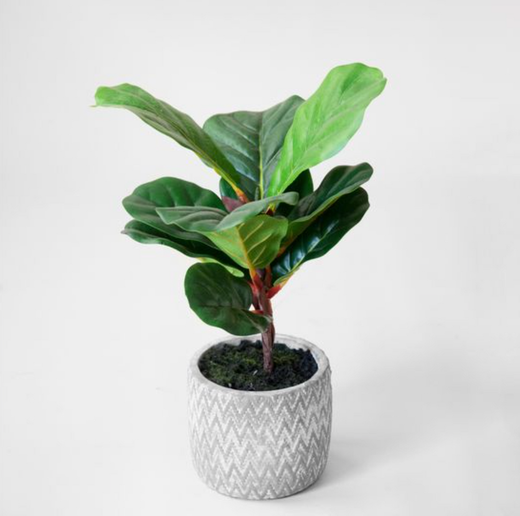 FIDDLELEAF TREE IN POT