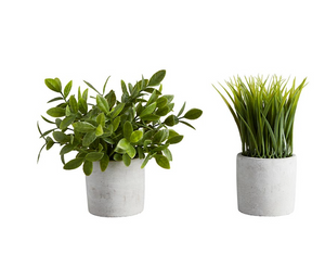 Bush in Cement Pot