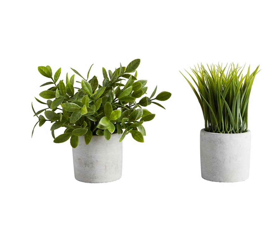 Bush in Cement Pot