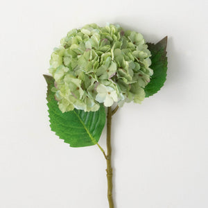 HYDRANGEA STEM