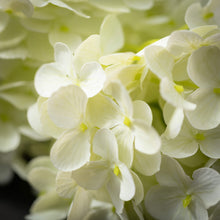Load image into Gallery viewer, Ivory Cone Hydrangea Spray
